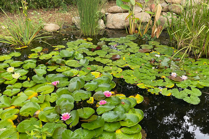 Biolago e Relax Unione con la Natura e i Suoi Benefici